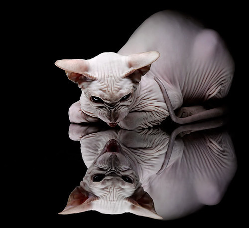 射箭飞镖对抗赛，精准射击技艺比拼，飞镖与射击射箭的区别