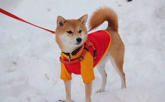 拉明·亚马尔被评为欧洲杯最佳年轻球员，欧洲杯最佳年轻球员评选标准